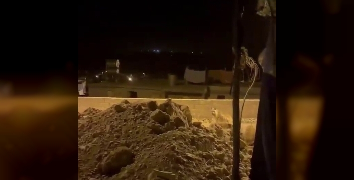 Adıyaman’da çizgili sırtlan evlerin bahçesinde görüntülendi