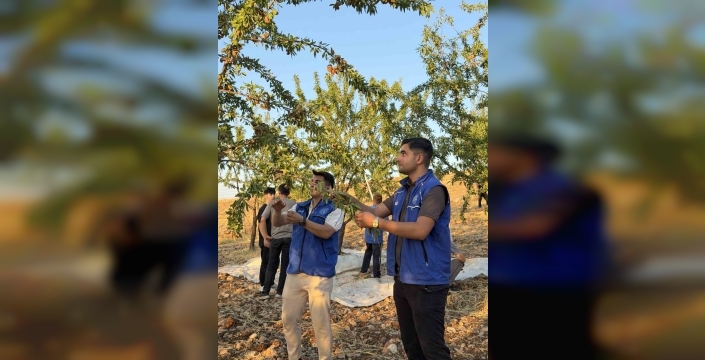 Kahta’da gönüllü gençler badem hasadına katıldı